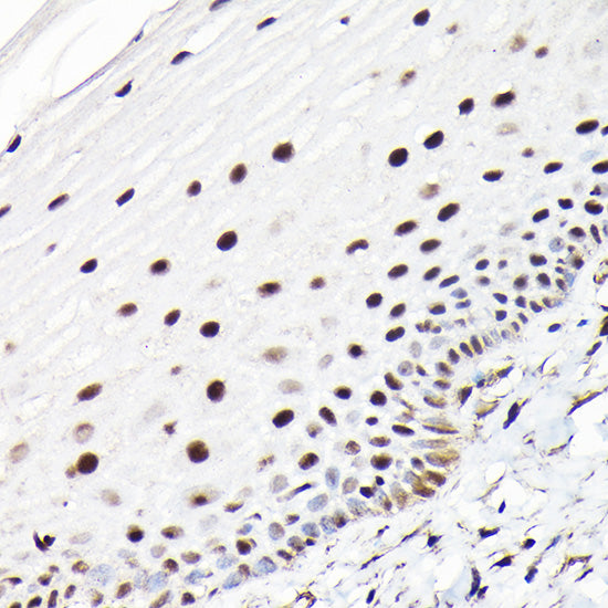 CTCF Rabbit pAb