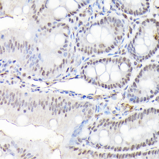 CTCF Rabbit pAb