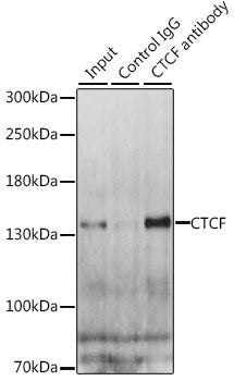 CTCF Rabbit pAb