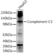 Complement C3 Rabbit pAb