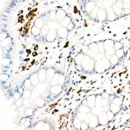 CD68 Rabbit pAb