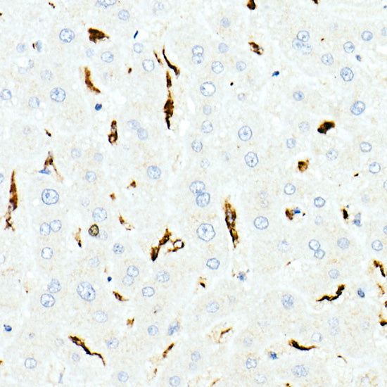 CD68 Rabbit pAb