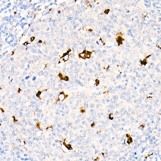 CD68 Rabbit pAb