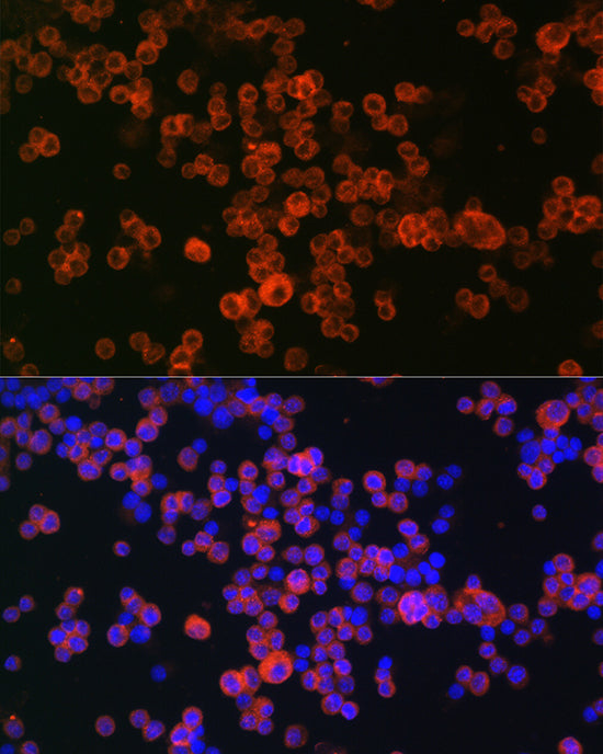 CD68 Rabbit pAb