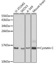 Cystatin C Rabbit pAb