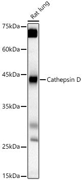 Cathepsin D Rabbit pAb