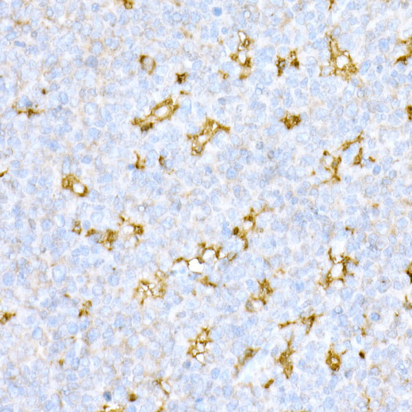 Cathepsin D Rabbit pAb