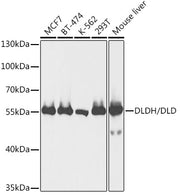 DLDH/DLD Rabbit pAb
