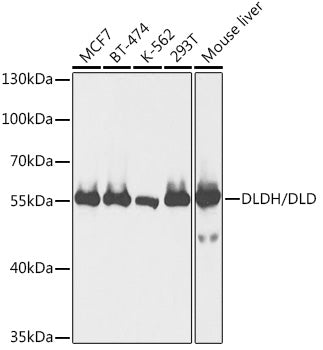 DLDH/DLD Rabbit pAb
