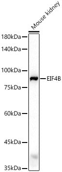 EIF4B Rabbit pAb