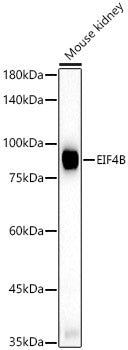 EIF4B Rabbit pAb
