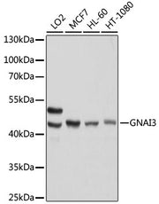 [KO Validated] GNAI3 Rabbit pAb