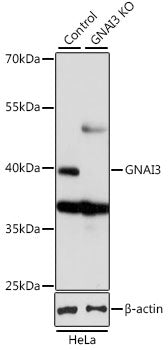 [KO Validated] GNAI3 Rabbit pAb