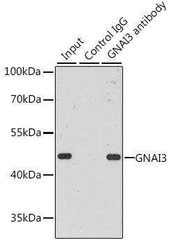 [KO Validated] GNAI3 Rabbit pAb