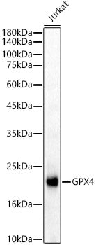 GPX4 Rabbit pAb