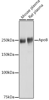 ApoB Rabbit pAb