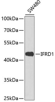 IFRD1 Rabbit pAb