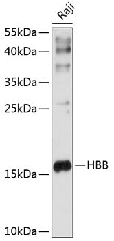 HBB Rabbit pAb