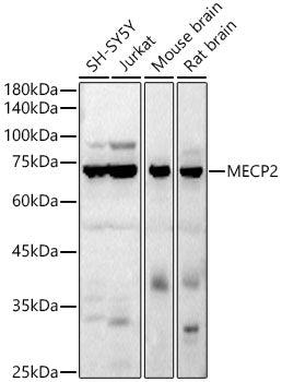 MECP2 Rabbit pAb