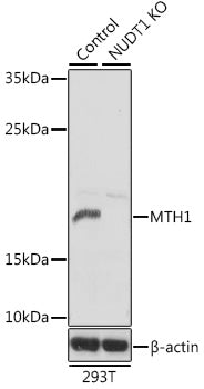 [KO Validated] MTH1 Rabbit pAb