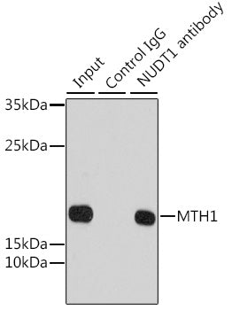 [KO Validated] MTH1 Rabbit pAb