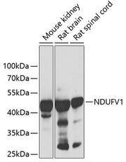 NDUFV1 Rabbit pAb