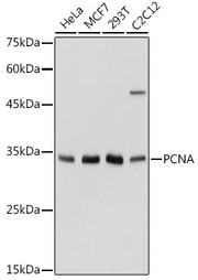 PCNA Rabbit pAb