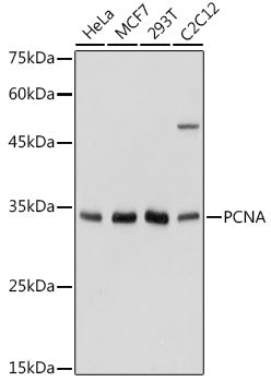 PCNA Rabbit pAb