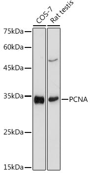 PCNA Rabbit pAb