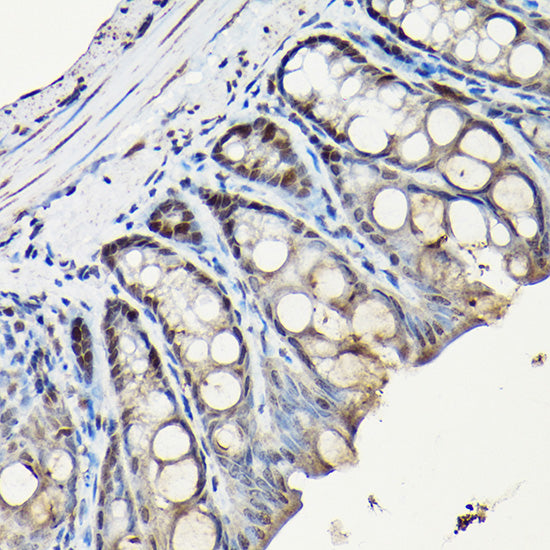 PCNA Rabbit pAb