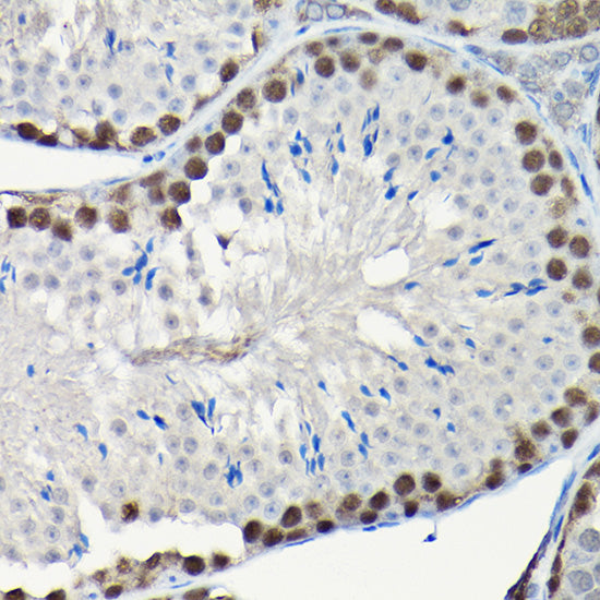 PCNA Rabbit pAb
