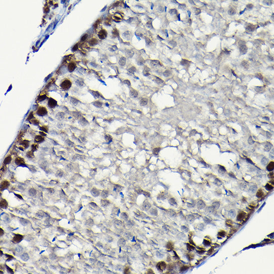 PCNA Rabbit pAb