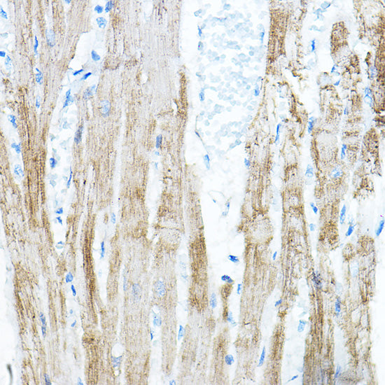 PDK4 Rabbit pAb