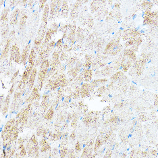 PDK4 Rabbit pAb