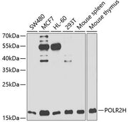 POLR2H Rabbit pAb