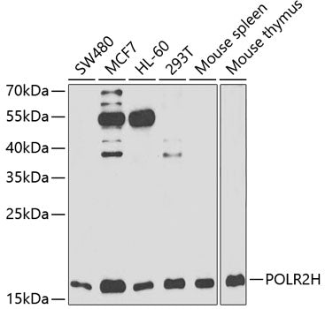 POLR2H Rabbit pAb