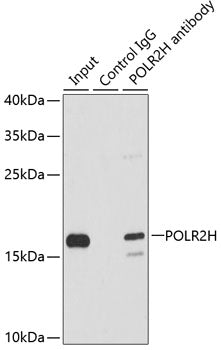 POLR2H Rabbit pAb