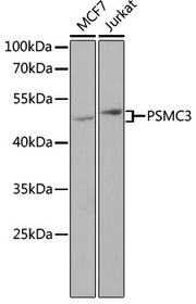 PSMC3 Rabbit pAb