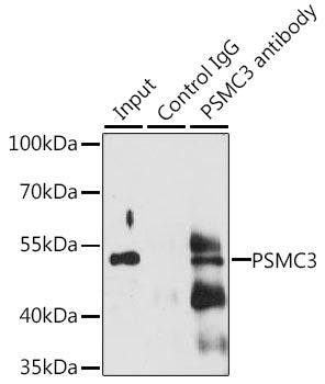 PSMC3 Rabbit pAb
