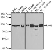 RRM1 Rabbit pAb