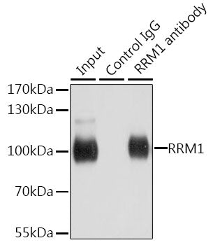 RRM1 Rabbit pAb