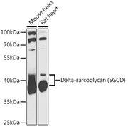 Delta-sarcoglycan (SGCD) Rabbit pAb