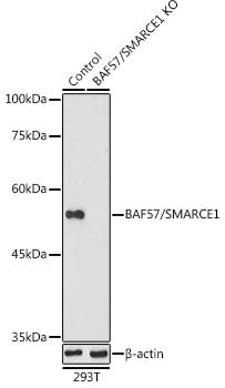 [KO Validated] BAF57/SMARCE1 Rabbit pAb