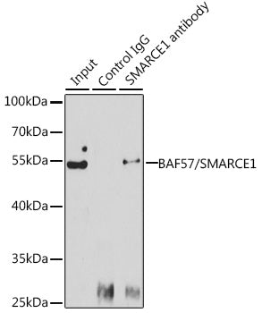 [KO Validated] BAF57/SMARCE1 Rabbit pAb