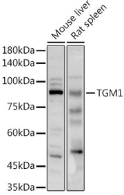 TGM1 Rabbit pAb