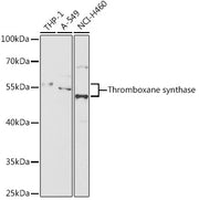 Thromboxane synthase Rabbit pAb