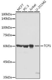 TCP1 Rabbit pAb