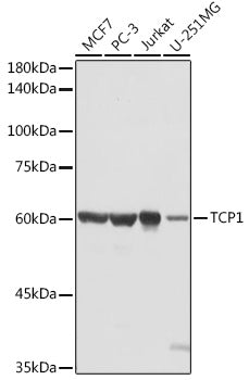 TCP1 Rabbit pAb