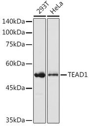 TEAD1 Rabbit pAb