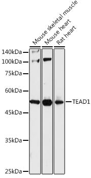 TEAD1 Rabbit pAb